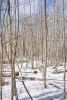 Birch Trees in the Snow Winter Journal - 150 Page Lined Notebook/Diary (Paperback) - Cs Creations Photo