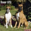 Boxer (US) Calendar 2017 (Calendar) - Avonside Publishing Ltd Photo