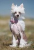 White Chinese Crested Thinks It's Too Early for Pictures Dog Journal - 150 Page Lined Notebook/Diary (Paperback) - Cs Creations Photo