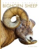 Bighorn Sheep (Hardcover) - Kate Riggs Photo