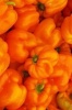 The Orange Bell Peppers Journal - 150 Page Lined Notebook/Diary (Paperback) - Cool Image Photo