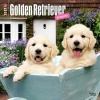 Golden Retriever Puppies 2017 Square (Calendar) - Inc Browntrout Publishers Photo