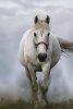 White Horse Journal - 150 Page Lined Notebook/Diary (Paperback) - Cs Creations Photo