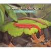 About Amphibians - A Guide for Children (Paperback) - Cathryn P Sill Photo