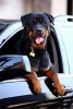 Jump In, We're Going to the Mall! Happy Rottweiler Dog Journal - 150 Page Lined Notebook/Diary (Paperback) - Cs Creations Photo