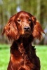 Cute Irish Setter Dog Journal - 150 Page Lined Notebook/Diary (Paperback) - Cs Creations Photo