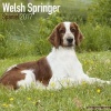 Welsh Springer Spaniel Calendar 2017 (Calendar) - Avonside Publishing Ltd Photo