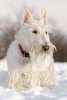 White Scottish Terrier Dog in the Snow Journal - 150 Page Lined Notebook/Diary (Paperback) - Cool Image Photo