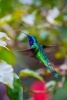 Iridescent Green and Blue Colored Hummingbird Journal - 150 Page Lined Notebook/Diary (Paperback) - Cs Creations Photo