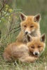 Two Adorable Little Red Fox Baby Kits Journal - 150 Page Lined Notebook/Diary (Paperback) - Cs Creations Photo