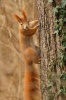 Red Squirrel Clinging to a Tree Journal - 150 Page Lined Notebook/Diary (Paperback) - Cool Image Photo