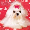 Just Maltese (Calendar) - Willow Creek Press Photo