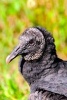 American Black Vulture (Coragyps Atratus) Portrait Journal - 150 Page Lined Notebook/Diary (Paperback) - Cs Creations Photo