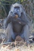 Chacma Baboon Eating Marula Fruit in Botswana Journal - 150 Page Lined Notebook/Diary (Paperback) - Cool Image Photo