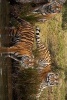 Three Siberian Tigers Lounging by the Water - Blank 150 Page Lined Journal for Your Thoughts, Ideas, and Inspiration (Paperback) - Unique Journal Photo