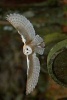 Barn Owl Landing on a Headstone Journal - 150 Page Lined Notebook/Diary (Paperback) - Cool Image Photo