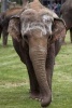 Say Hello to the Indian Elephant Journal - 150 Page Lined Notebook/Diary (Paperback) - Cool Image Photo