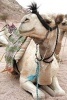 Styling Camel in Egypt Journal - 150 Page Lined Notebook/Diary (Paperback) - Cs Creations Photo