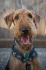 Happy Airedale Terrier Dog Journal - 150 Page Lined Notebook/Diary (Paperback) - Cs Creations Photo