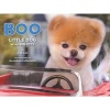 Boo - Little Dog in the Big City (Hardcover) - JH Lee Photo