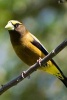 Evening Grosbeak Bird Journal - 150 Page Lined Notebook/Diary (Paperback) - Cs Creations Photo