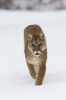 Mountain Lion Coming to Get You Journal - 150 Page Lined Notebook/Diary (Paperback) - Cool Image Photo