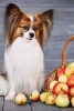 Papillon Dog by a Basket of Apples Journal - 150 Page Lined Notebook/Diary (Paperback) - Cool Image Photo