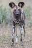 African Wild Dog Journal - 150 Page Lined Notebook/Diary (Paperback) - Cool Image Photo