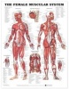 The Female Muscular System Anatomical Chart (Fold-out book or chart) - Anatomical Chart Company Photo