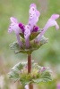 Flowering Henbit Dead-Nettle Plant Journal - 150 Page Lined Notebook/Diary (Paperback) - Cs Creations Photo