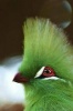 Gorgeous Green Guinea Turaco Bird Portrait Journal - 150 Page Lined Notebook/Diary (Paperback) - Cs Creations Photo