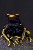 Dart Frog (Dendrobates Tinctorius) Journal - 150 Page Lined Notebook/Diary (Paperback) - Cool Image Photo