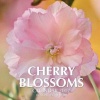 Cherry Blossoms Calendar 2017 - 16 Month Calendar (Paperback) - David Mann Photo