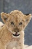 Say Hello to the Lion Cub Journal - 150 Page Lined Notebook/Diary (Paperback) - Cool Image Photo