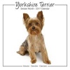 Yorkshire Terrier Studio Calendar 2017 (Paperback) - Avonside Publishing Ltd Photo