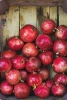 Ripe Pomegranates in a Wooden Crate Journal - 150 Page Lined Notebook/Diary (Paperback) - Cs Create Photo