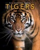 Tigers - Amazing Pictures & Fun Facts on Animals in Nature (Paperback) - Kay De Silva Photo