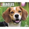 Just Beagles (Calendar) - Willow Creek Press Photo