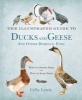 The Illustrated Guide to Ducks and Geese and Other Domestic Fowl (Hardcover) - Celia Lewis Photo