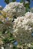 Viburnum Utile Flowers Blooming - Blank 150 Page Lined Journal for Your Thoughts, Ideas, and Inspiration (Paperback) - Unique Journal Photo