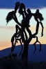 Silhouette of a Joshua Tree at Dusk Journal - 150 Page Lined Notebook/Diary (Paperback) - Cs Creations Photo