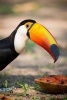 Toco Toucan Bird with a Papaya Snack Journal - 150 Page Lined Notebook/Diary (Paperback) - Cs Creations Photo