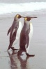 Two King Penguins Walking Together on South George Island Antarctica Journal - 150 Page Lined Notebook/Diary (Paperback) - Cs Creations Photo