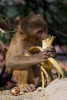 A Little Rhesus Macaque Eating a Banana Monkey Journal - 150 Page Lined Notebook/Diary (Paperback) - Cs Creations Photo