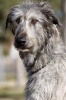 Irish Wolfhound Dog Portrait Journal - 150 Page Lined Notebook/Diary (Paperback) - Cool Image Photo