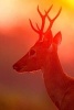 Pampas Deer in the Evening Sun Journal - 150 Page Lined Notebook/Diary (Paperback) - Cool Image Photo