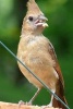 Female Northern Cardinal Bird Journal - 150 Page Lined Notebook/Diary (Paperback) - Cs Creations Photo