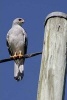 Goshawk Bird of Prey Journal - 150 Page Lined Notebook/Diary (Paperback) - Cs Creations Photo