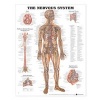 The Nervous System Anatomical Chart (Wallchart, New edition) - Anatomical Chart Company Photo