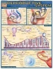 Reproductive System (Poster) - BarCharts Inc Photo